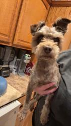 Reunited Male Dog last seen 122nd and Garnett. Collinsville ok, Collinsville, OK 74021