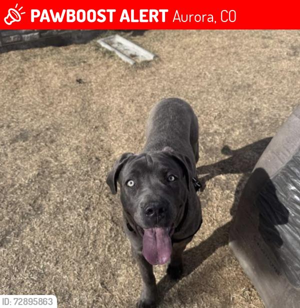 Lost Female Dog last seen Colfax y florence, Aurora, CO 80010