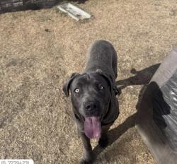 Lost Female Dog last seen Colfax y florence , Aurora, CO 80010