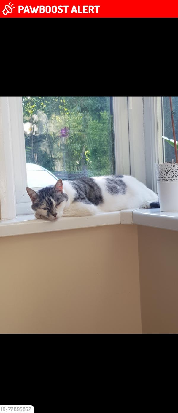 Lost Male Cat last seen St Bartholomew church , Stoke-on-Trent, England ST6 8DT