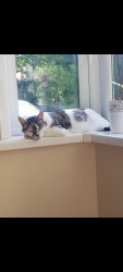 Lost Male Cat last seen St Bartholomew church , Stoke-on-Trent, England ST6 8DT