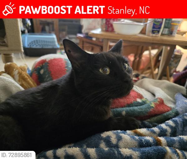 Lost Male Cat last seen Rhyne St, Stanley, NC 28164