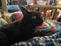Lost Male Cat last seen Rhyne St, Stanley, NC 28164