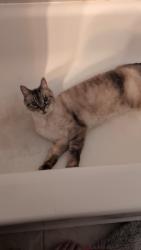 Reunited Female Cat last seen Proudfoot lane and sugar creek, London, ON N6H