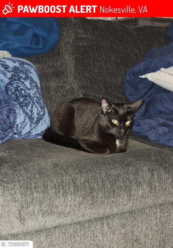 Lost Female Cat last seen Vint hill rd and Fauquier Rd, Nokesville, VA 20181