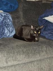 Lost Female Cat last seen Vint hill rd and Fauquier Rd, Nokesville, VA 20181