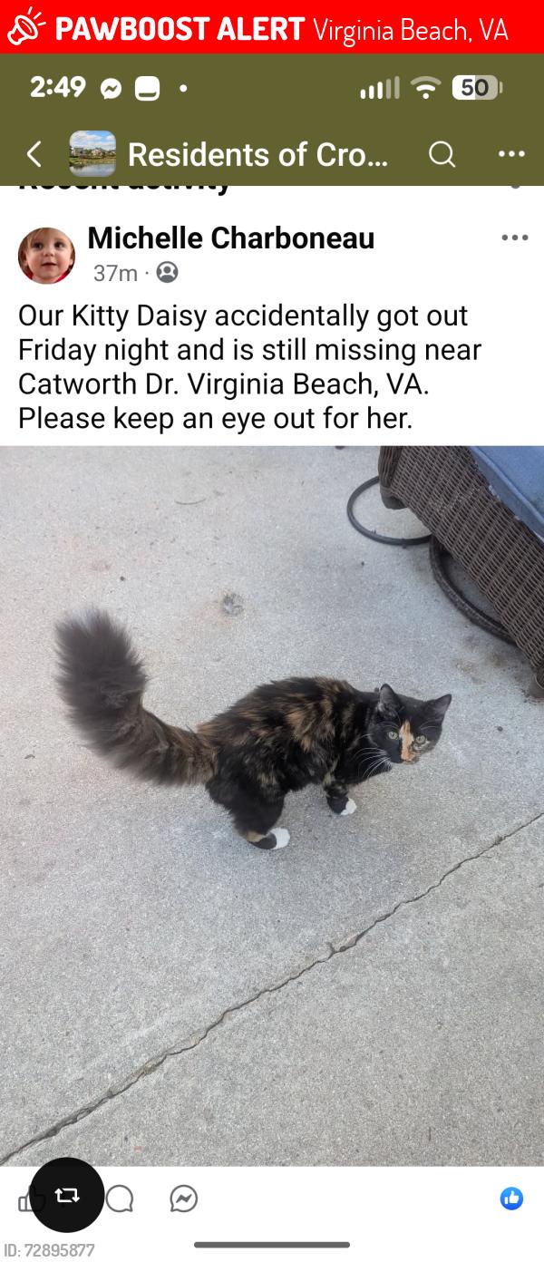 Lost Female Cat last seen Salem and Dam Neck , Virginia Beach, VA 23456