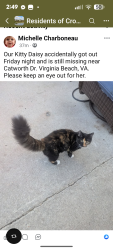 Lost Female Cat last seen Salem and Dam Neck , Virginia Beach, VA 23456