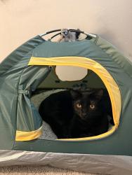 Reunited Male Cat last seen We live right on Shannon and 42, Rosemount, MN 55068