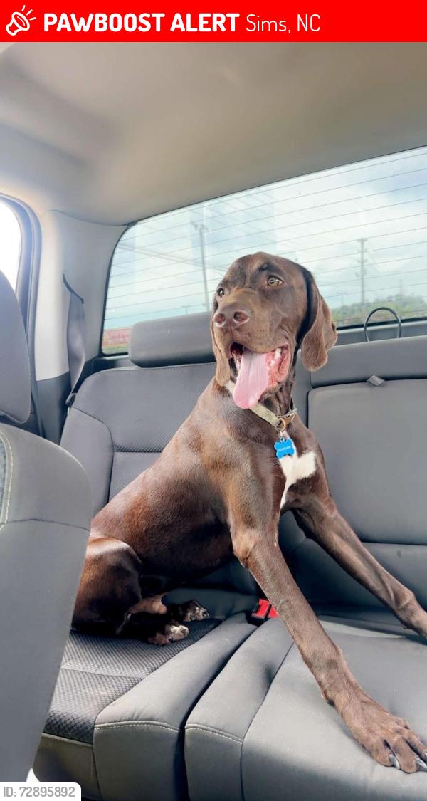 Lost Male Dog last seen Bullstone rd , Sims, NC 27880