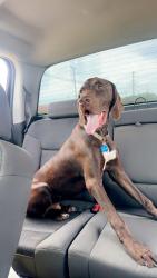 Lost Male Dog last seen Bullstone rd , Sims, NC 27880