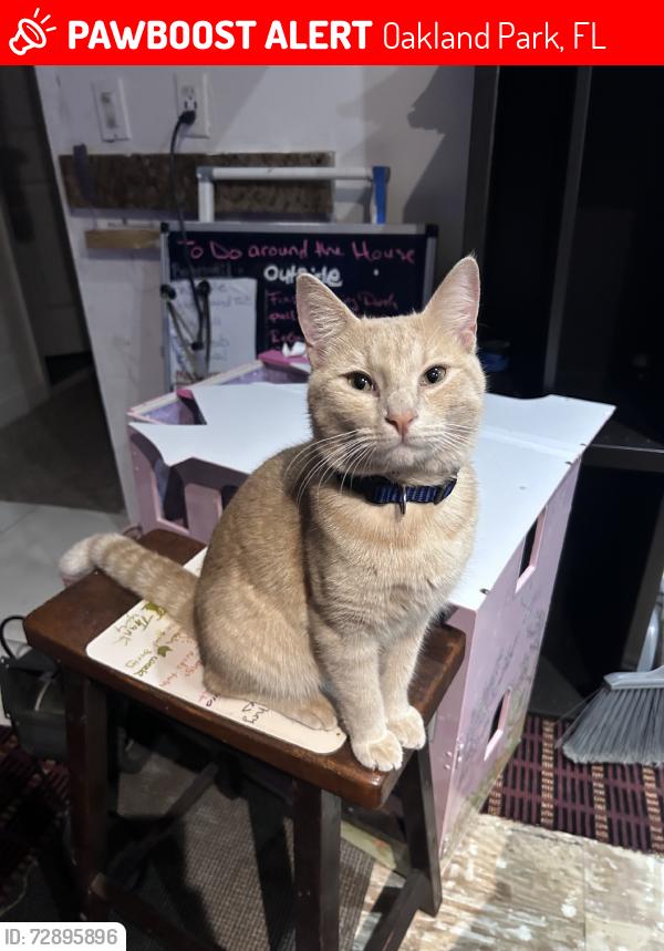 Lost Male Cat last seen N Dixie Hwy and Oakland Park Blvd, Oakland Park, FL 33334