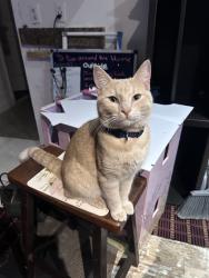 Lost Male Cat last seen N Dixie Hwy and Oakland Park Blvd, Oakland Park, FL 33334