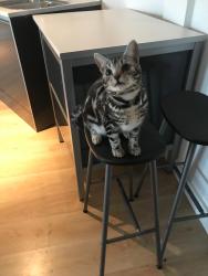 Lost Male Cat last seen Salisbury road, Miskin St, Tesco Salisbury road, Cardiff, Wales CF24