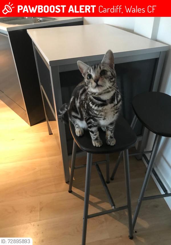 Lost Male Cat last seen Salisbury road, Miskin St, Tesco Salisbury road, Cardiff, Wales CF24