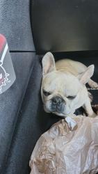 Found/Stray Male Dog last seen Tussahaw Crossing, McDonough, GA 30252