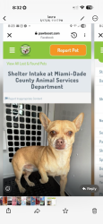 Lost Male Dog last seen w 30th lane , Hialeah, FL 33018