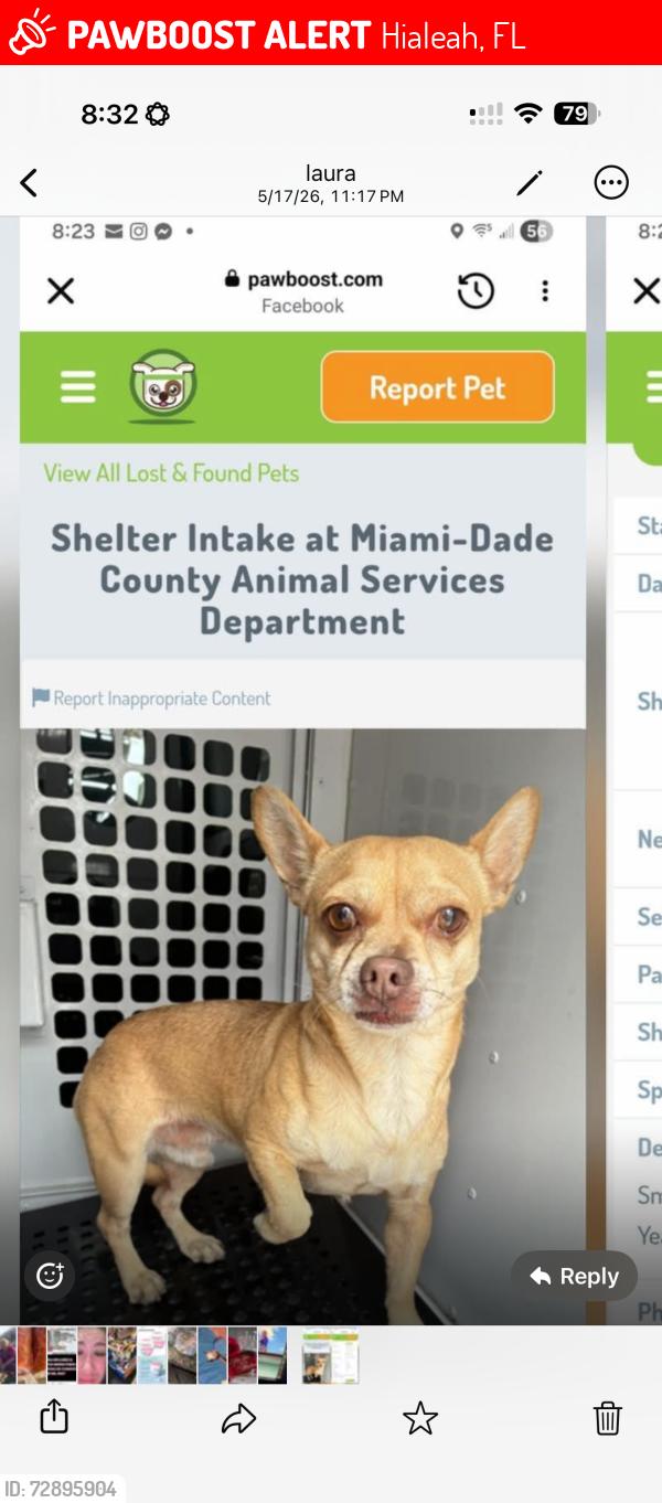 Lost Male Dog last seen w 30th lane , Hialeah, FL 33018