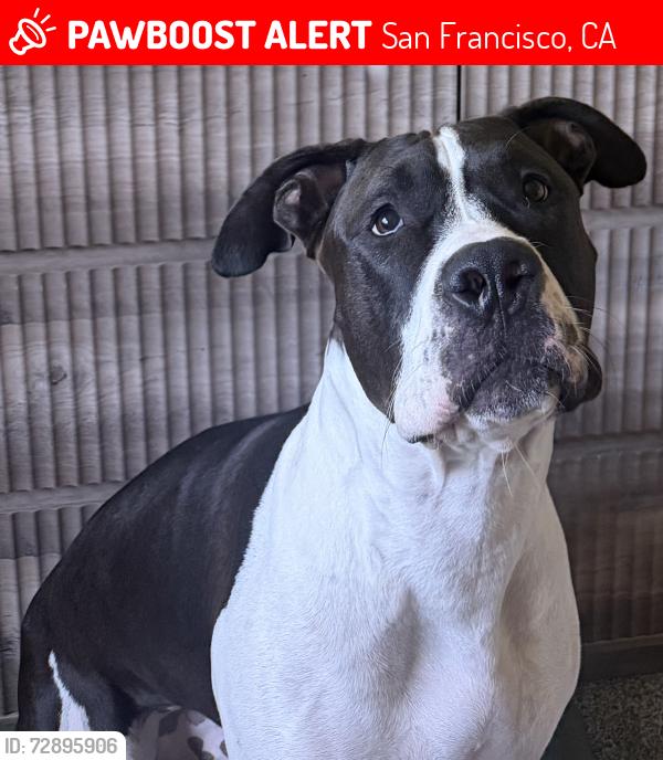 Lost Male Dog last seen Jones and Golden Gate , San Francisco, CA 94102