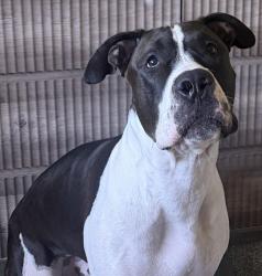 Lost Male Dog last seen Jones and Golden Gate , San Francisco, CA 94102