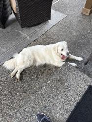 Found/Stray Female Dog last seen Soos Creek Elementary School, Kent, WA 98031