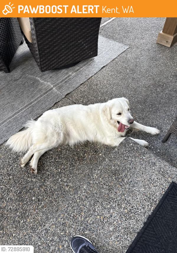 Found/Stray Female Dog last seen Soos Creek Elementary School, Kent, WA 98031