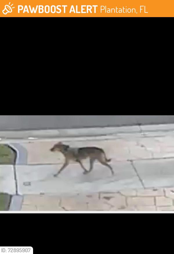 Found/Stray Unknown Dog last seen Sunset cove, Plantation, FL 33313