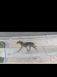 Found/Stray Unknown Dog last seen Sunset cove, Plantation, FL 33313