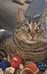 Lost Female Cat last seen Near pool, Fairlawn, OH 44333