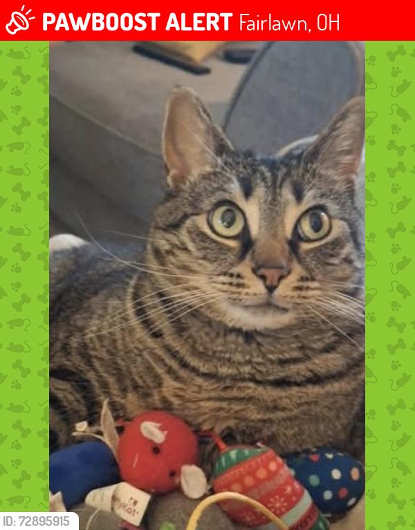 Lost Female Cat last seen Near pool, Fairlawn, OH 44333