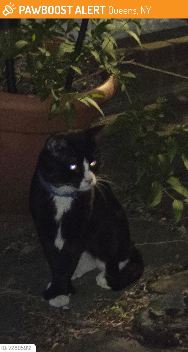 Found/Stray Unknown Cat last seen Near street and 85th avenue , Queens, NY 11418