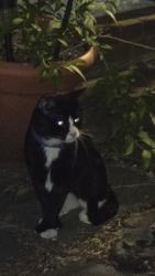 Found/Stray Unknown Cat last seen Near street and 85th avenue , Queens, NY 11418