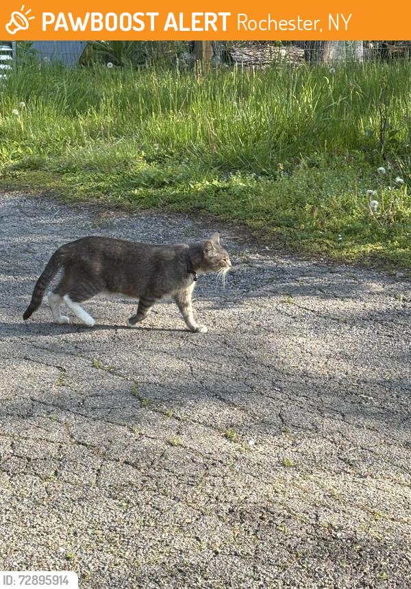 Found/Stray Unknown Cat last seen Flint and Exchange , Rochester, NY 14608