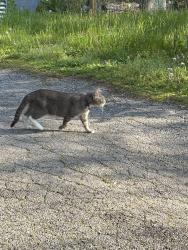 Found/Stray Unknown Cat last seen Flint and Exchange , Rochester, NY 14608