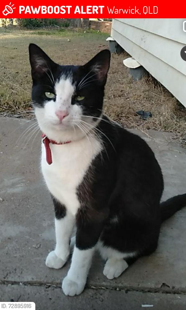 Lost Male Cat last seen Near Matthews street , Warwick, QLD 4370