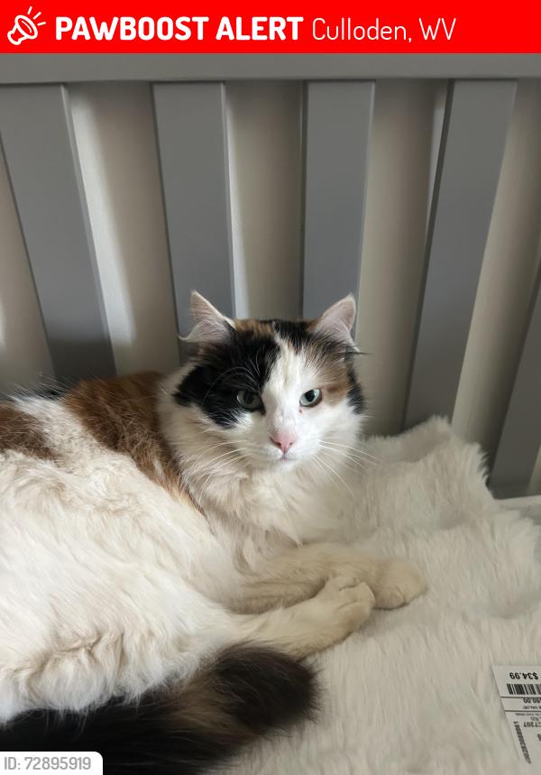 Lost Female Cat last seen Sycamore Road Hurricane WV, Culloden, WV 25510