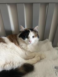 Lost Female Cat last seen Sycamore Road Hurricane WV, Culloden, WV 25510