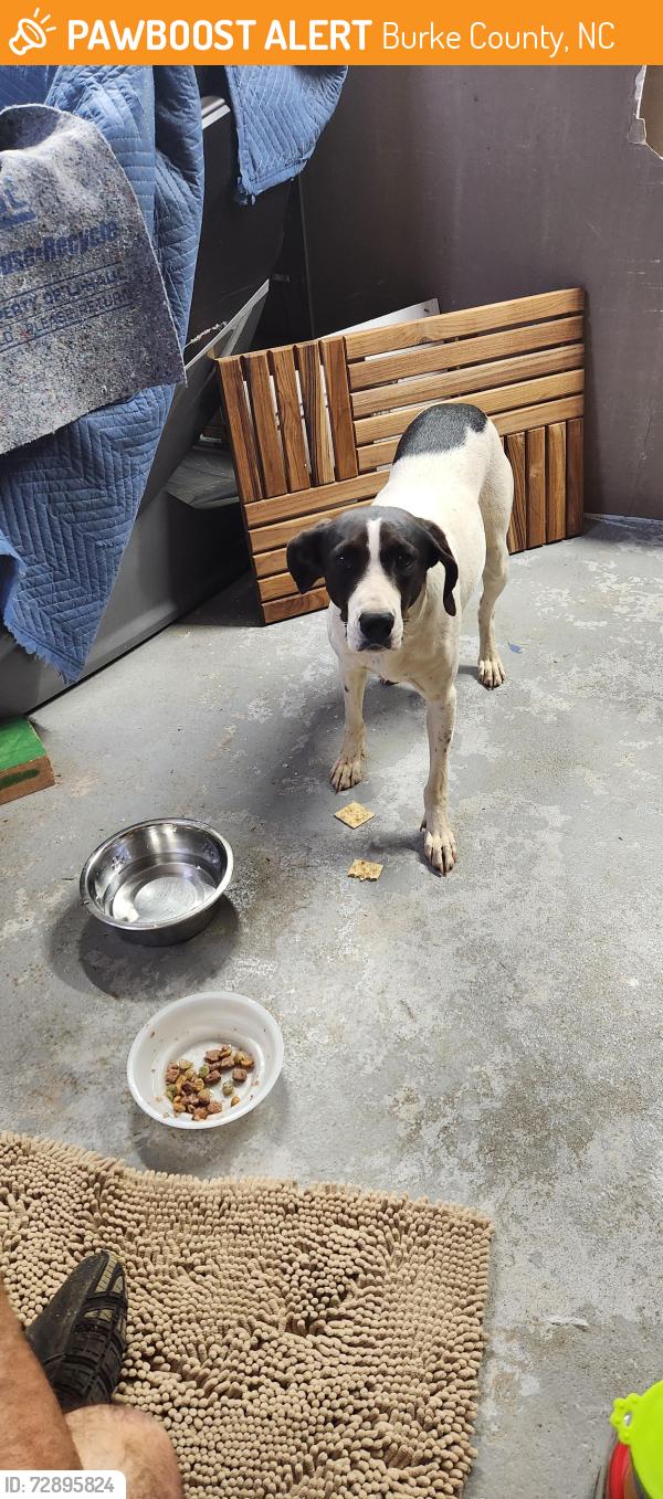 Found/Stray Female Dog last seen Mull Elementary School , Burke County, NC 28655