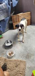 Found/Stray Female Dog last seen Mull Elementary School , Burke County, NC 28655