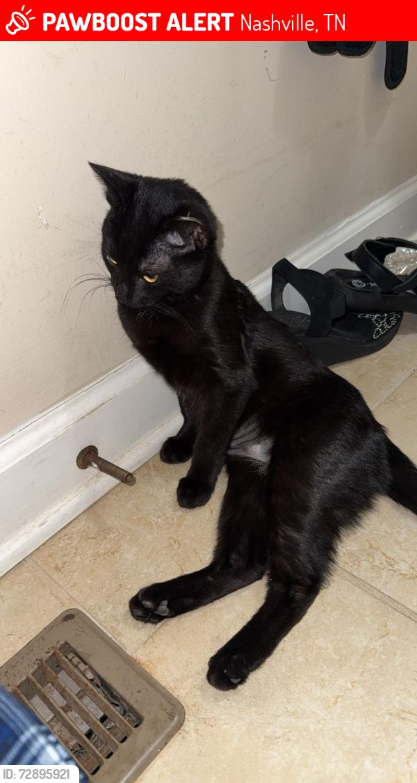 Lost Female Cat last seen Holt Road, Nashville, TN 37211