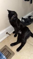 Lost Female Cat last seen Holt Road, Nashville, TN 37211