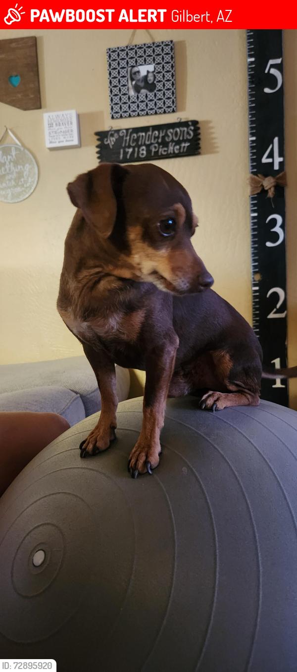 Lost Male Dog last seen Elliot & Lindsay, Gilbert, AZ 85296