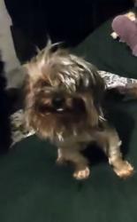Lost Female Dog last seen Cross creek, Tampa, FL 33647