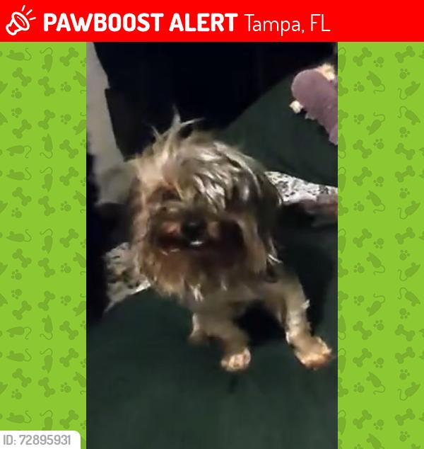 Lost Female Dog last seen Cross creek, Tampa, FL 33647