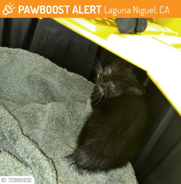Found/Stray Unknown Cat last seen Aliso Niguel and Gardenway, Laguna Niguel, CA 92677