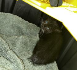 Found/Stray Unknown Cat last seen Aliso Niguel and Gardenway, Laguna Niguel, CA 92677