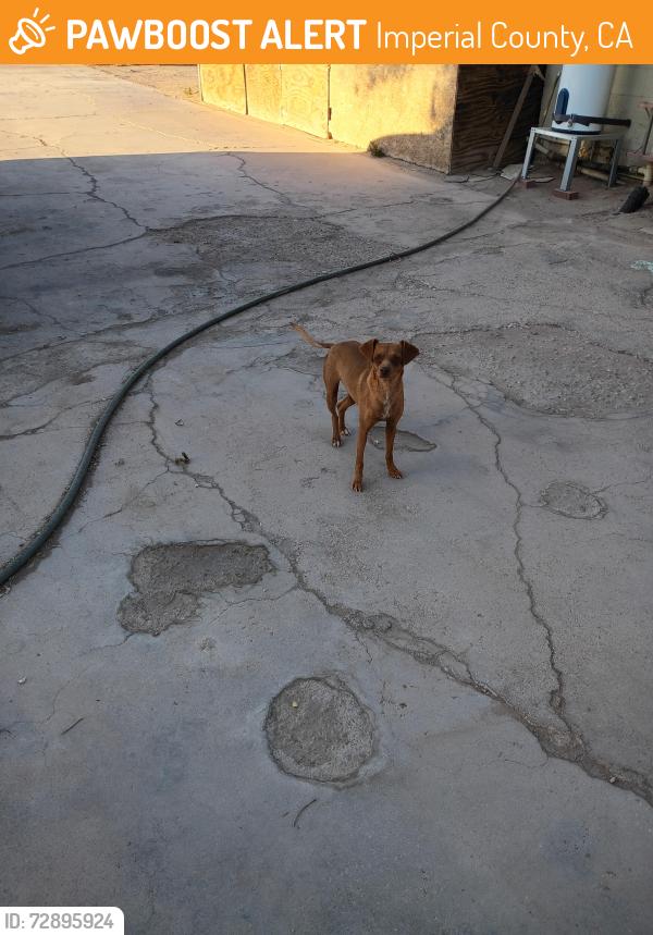 Found/Stray Male Dog last seen W Mc Cabe Rd El Centro Ca , Imperial County, CA 92243