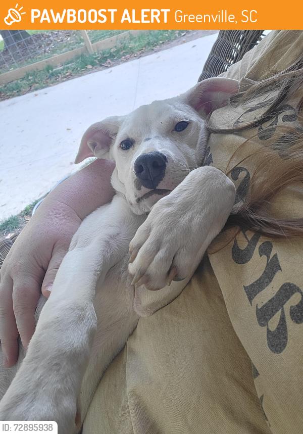 Found/Stray Female Dog last seen Heatherly Drive, Greenville, SC 29611