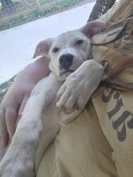 Found/Stray Female Dog last seen Heatherly Drive, Greenville, SC 29611