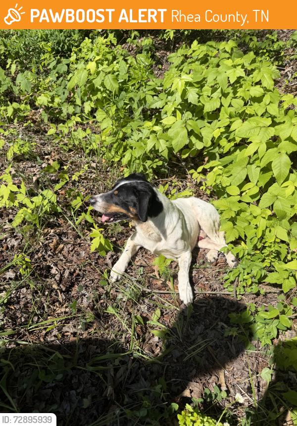 Found/Stray Male Dog last seen Wolf Creek, Rhea County, TN 37381